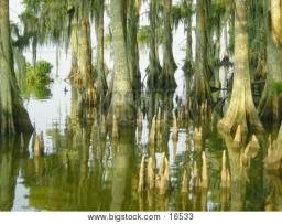 Mississippi Gothic