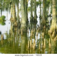 Mississippi Gothic