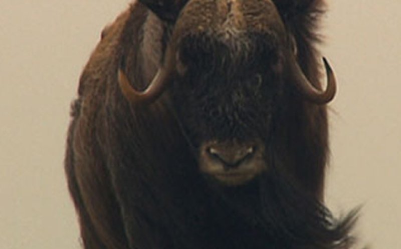 More Than I Can Get (collab with Stephen Randall)