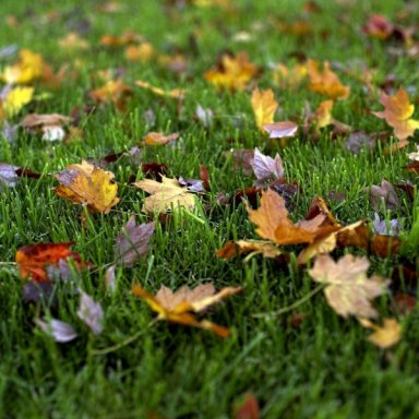 Swirling leaves