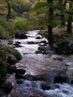 mountain stream.. live jam..