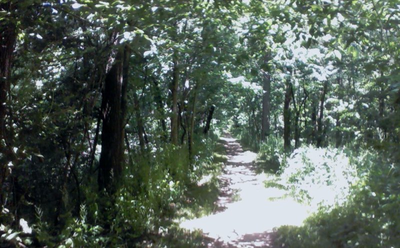 The Dream (feat: Piyali, David Coonrod)