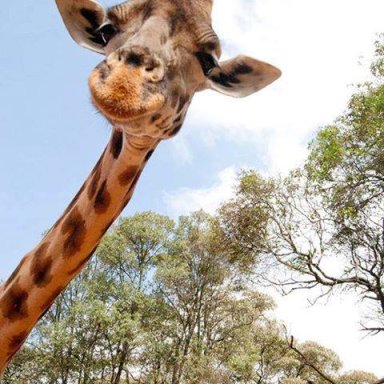 A One Way Ticket Home