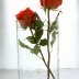 Roses in a Glass