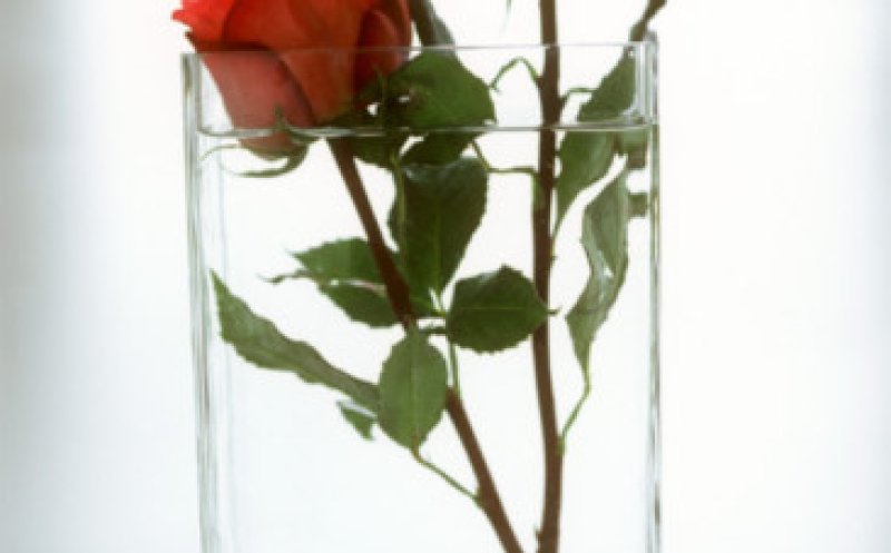 Roses in a Glass
