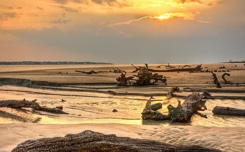 Driftwood