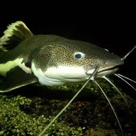 Catfish Stew (Keener)