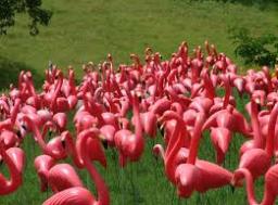 I Got Flocked (remastered)