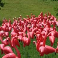 I Got Flocked (remastered)