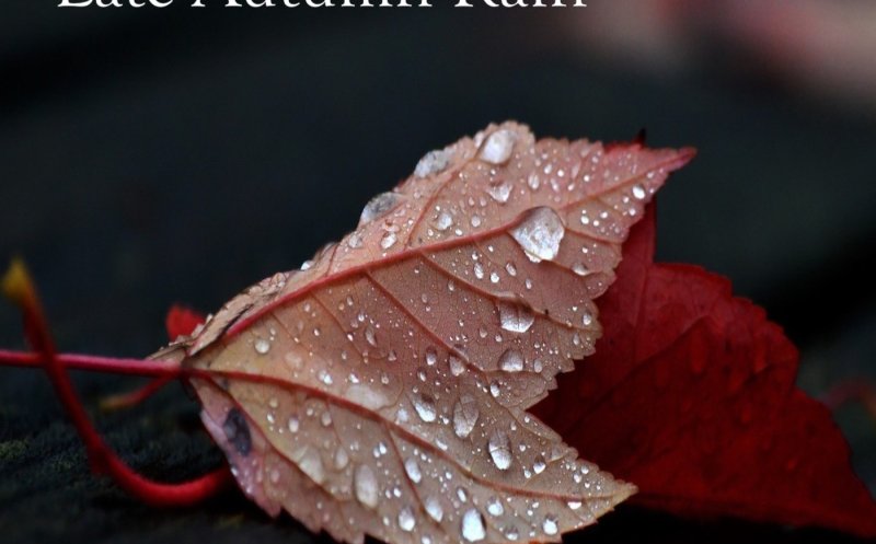 Late Autumn Rain