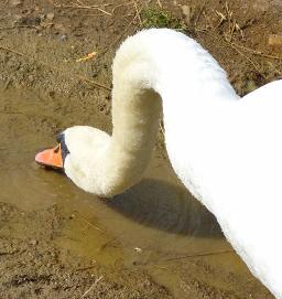 LONG NECK GOOSE