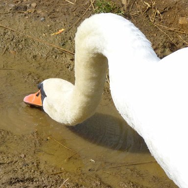 LONG NECK GOOSE