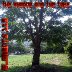 The Shadow And The Tree By Elements 119 Featuring BAMIL and Lady N rated a 5