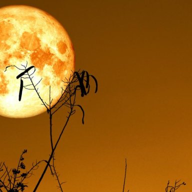 Harvest Moon