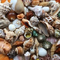 Shells in the Sand