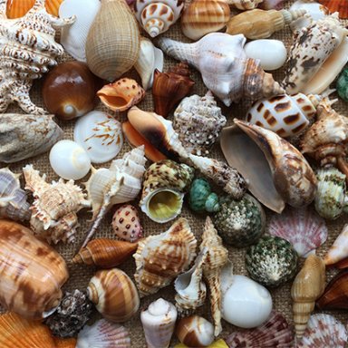 Shells in the Sand