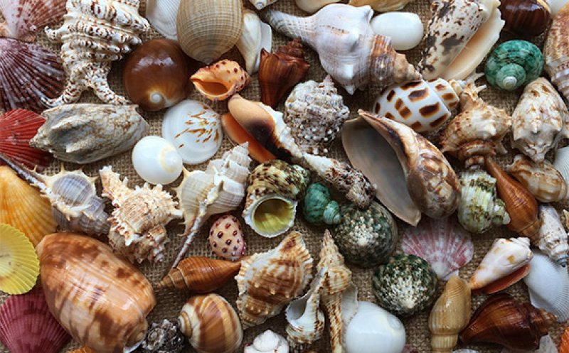 Shells in the Sand