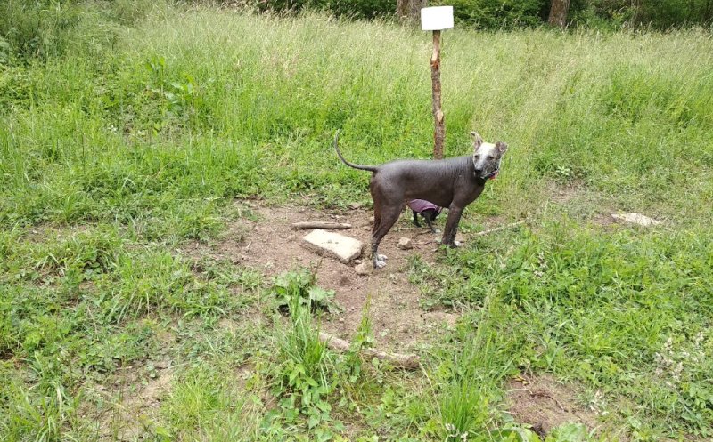 RUN FREE MY DOG (Paco)