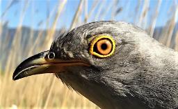 SERENADE TO A CUCKOO