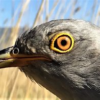 SERENADE TO A CUCKOO