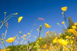 Buttercup Meadows