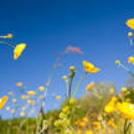 Buttercup Meadows