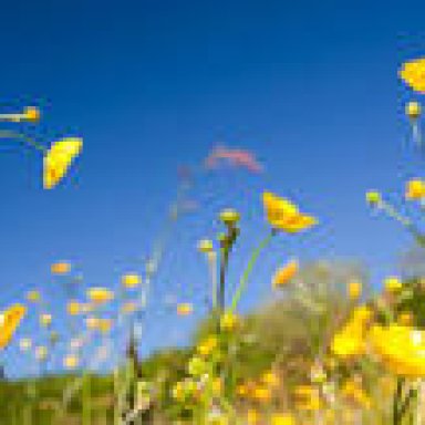 Buttercup Meadows