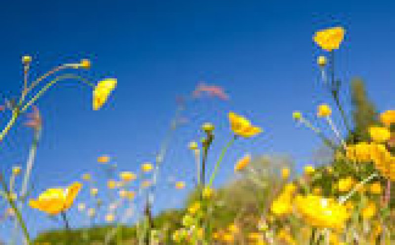 Buttercup Meadows