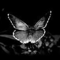 Black Butterfly