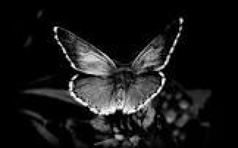 Black Butterfly