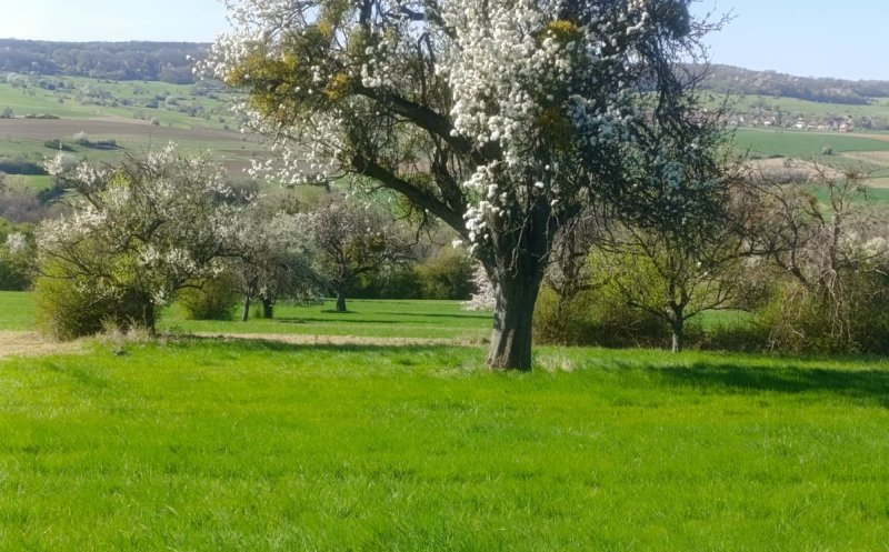 Racing for the MONEY