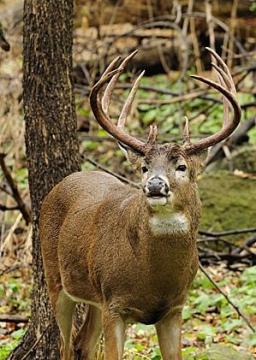 Ten Point Buck=Bobby G Moore & O.C.R.Boys