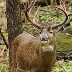 Ten Point Buck=Bobby G Moore & O.C.R.Boys rated a 5