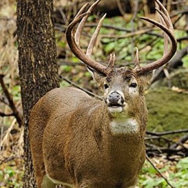 Ten Point Buck=Bobby G Moore & O.C.R.Boys