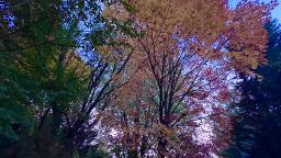 Tears of the Morning