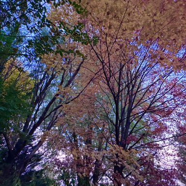 Tears of the Morning