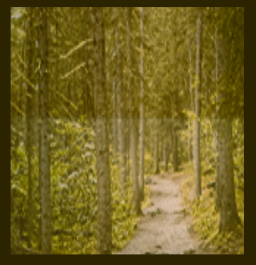  Path in the Wood