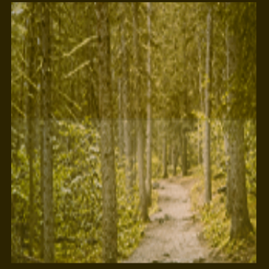  Path in the Wood