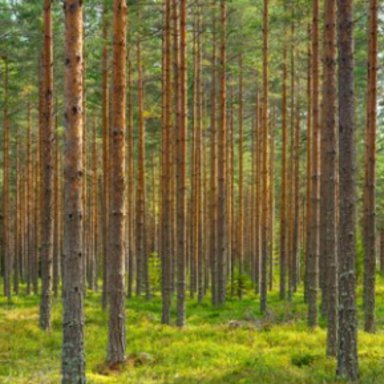 Through the Trees