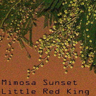 Mimosa Sunset