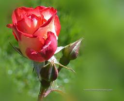 The Flower