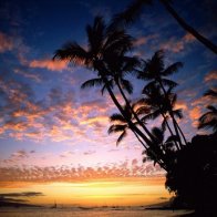 Tropical Night