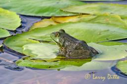 Frog Giggin