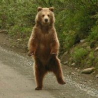 The Dancing Bear