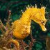 Seahorses (Ambient Genre) rated a 5