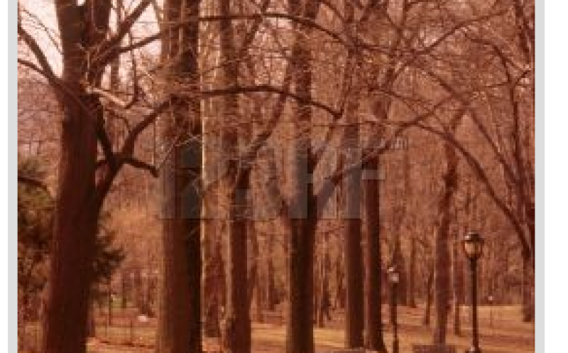 Brooklyn Streets Carry Me Back (re2)