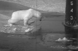 ThePolarBear and the Green Pumpkin