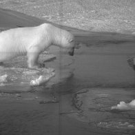 ThePolarBear and the Green Pumpkin