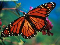Butterfly tales