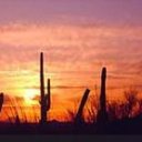 Saguaro Soiree